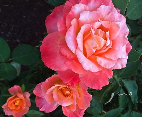 roses-backyard garden-SwittersB