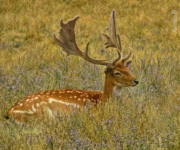 Sika Deer-WLS-Oregon-SwittersB