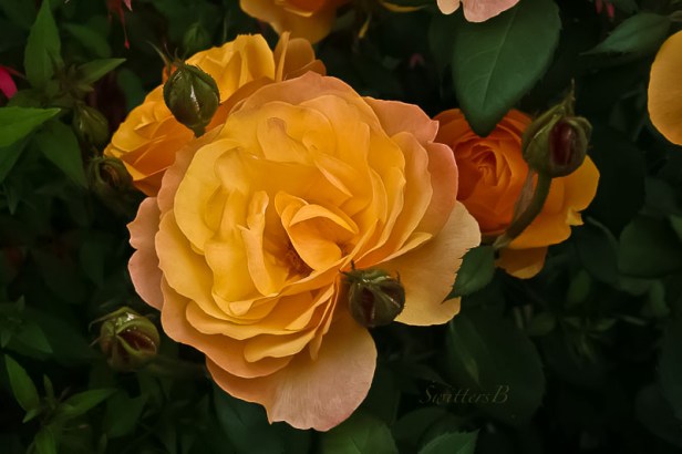 yellow roses, bud, SwittersB-2