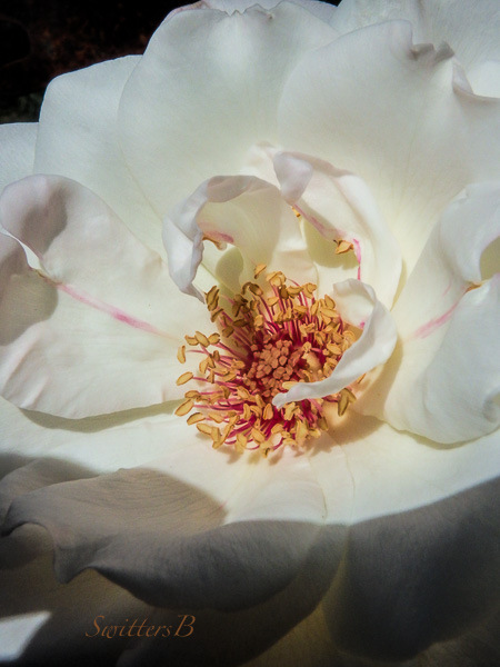 rose-stamens-beauty-SwittersB