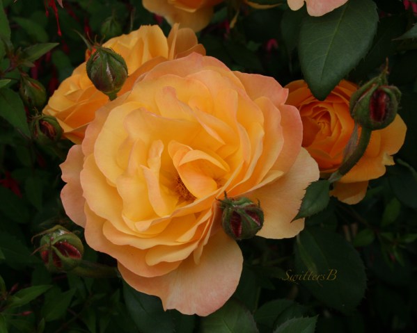 backyard beauty-Rose-SwittersB
