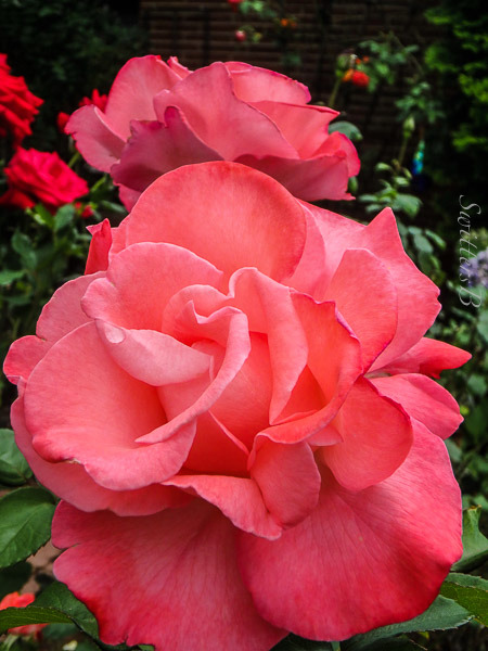 Backyard-roses-Portland-SwittersB