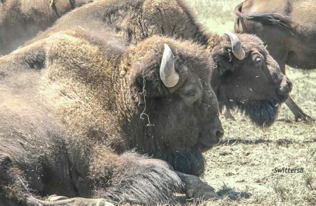 Bison-Wildlife-SwittersB