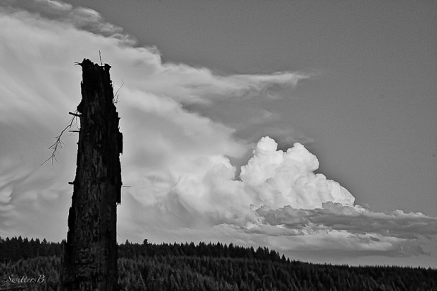 Cascades-old snag-Oregon-SwittersB