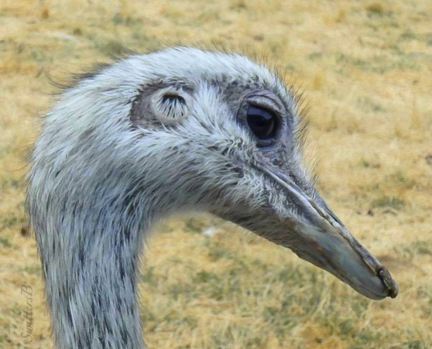 Rhea-bird-Wildlife Safari-Oregon-SwittersB