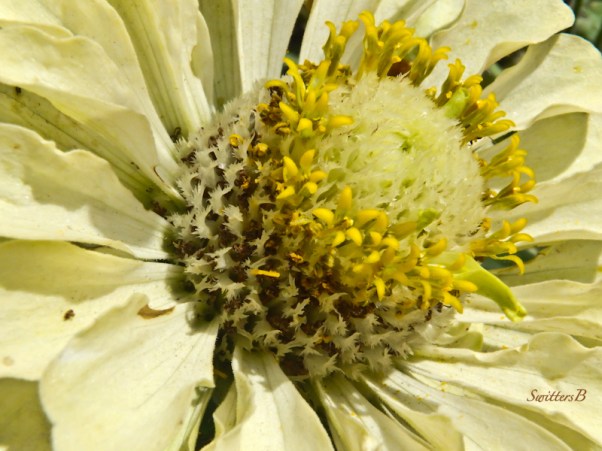 flower, stamens, macro, SwittersB