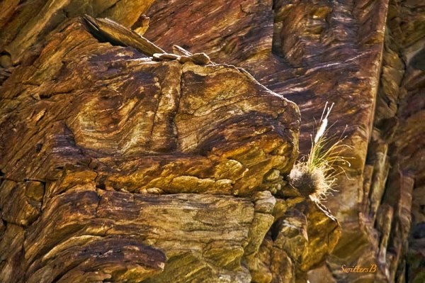 grass-cliff-rock face-desert-SwittersB