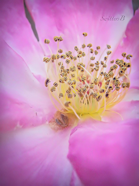 stamens, rose, dancing, SwittersB