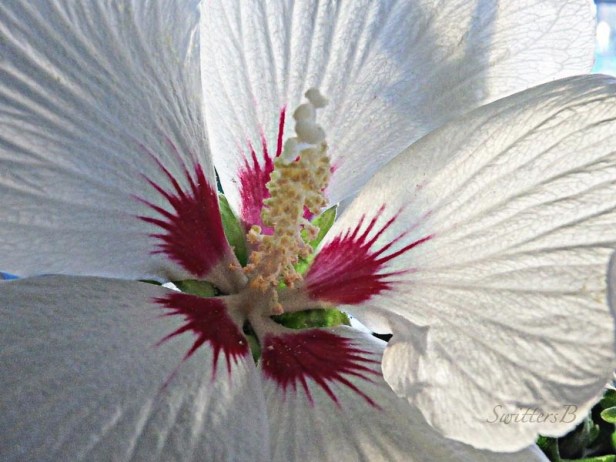 hibiscus, Oregon, garden, flower, SwittersB