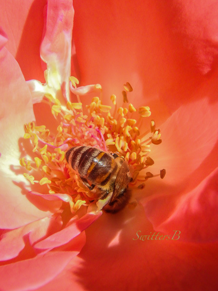 honey bee, flower, rose, SwittersB