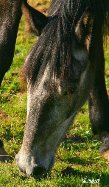 Horse-farm-SwittersB