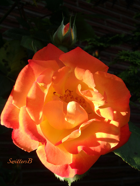 Joseph's Coat-rose-Portland-SwittersB