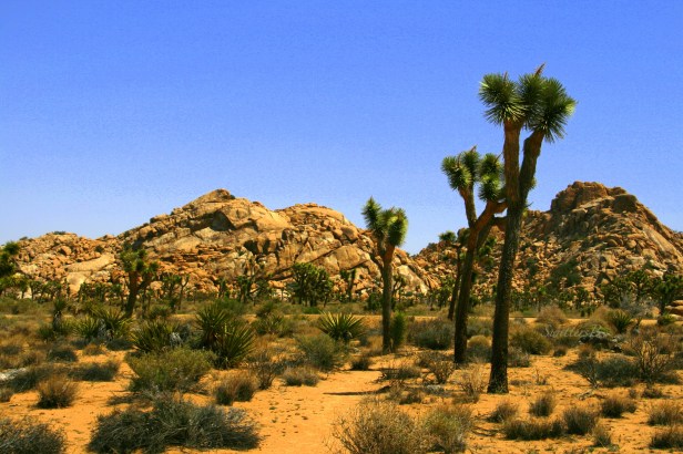joshua tree-desert garden-SwittersB