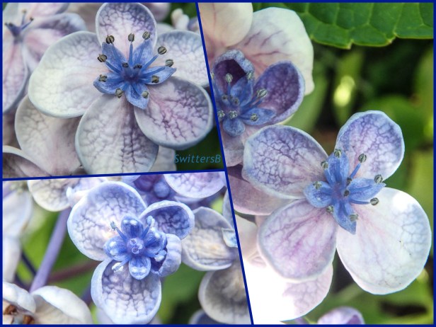 Lacecap Hydrangea Flowers-Collage-SwittersB