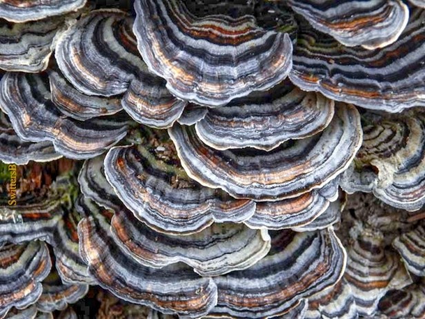 bracket fungus-tree stump-Salmon River-SwittersB