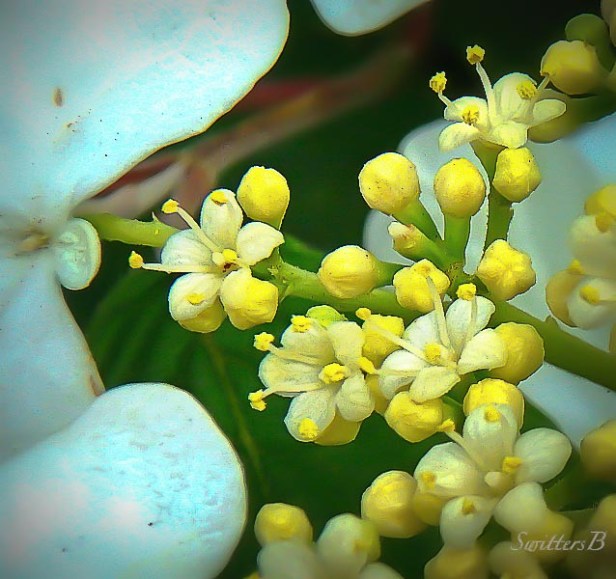 little flowers-hydrangea-SwittersB-2A
