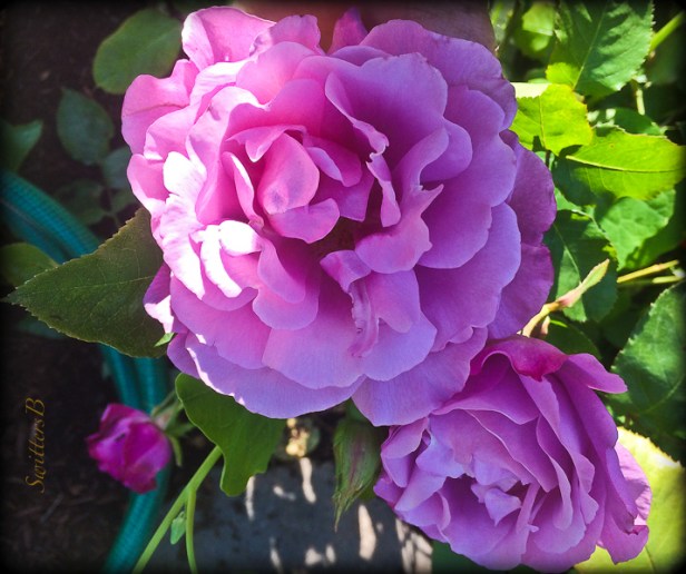 Mom's Rose-front yard-SwittersB