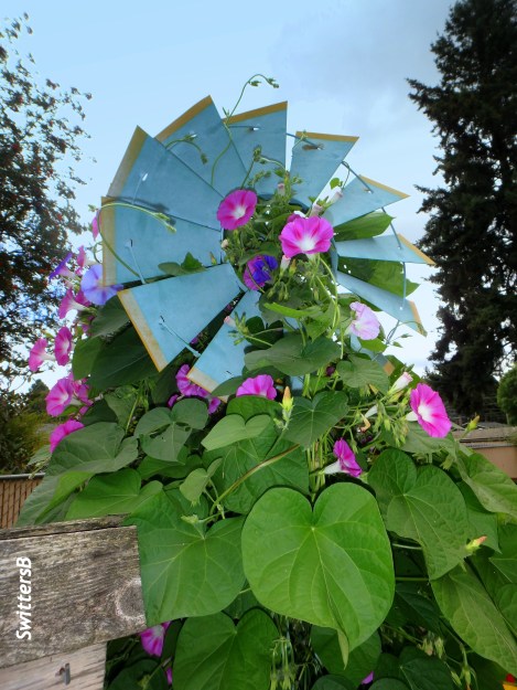 garden-windmill-morning glory-SwittersB