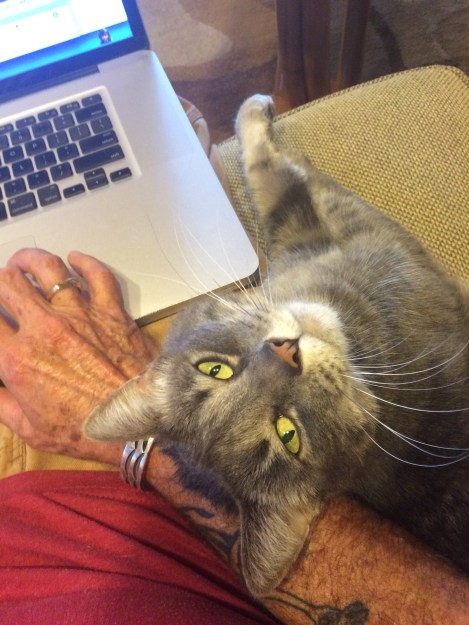 Penny-Cat-Attention-SwittersB