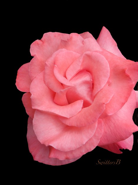 pink rose-black drop-SwittersB