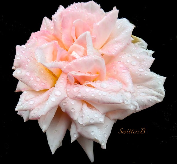 rain drops, pink rose, garden, SwittersB