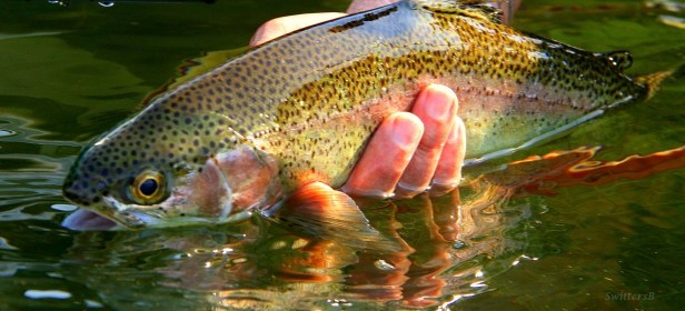 Trout Released Caddis SwittersB Original