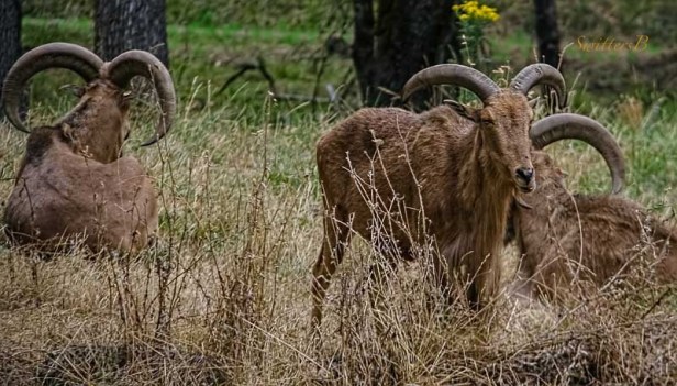 wildlife-rams-SwittersB