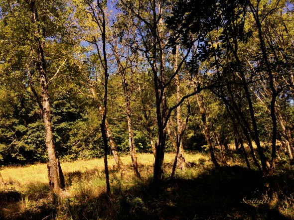 woods-trees-shade-SwittersB