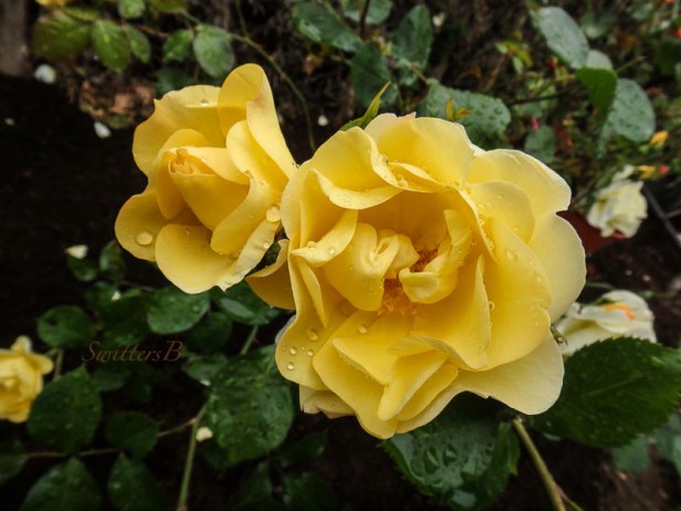 yellow roses, rain drops, garden, SwittersB