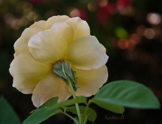 beauty-backside-rose-garden-swittersb