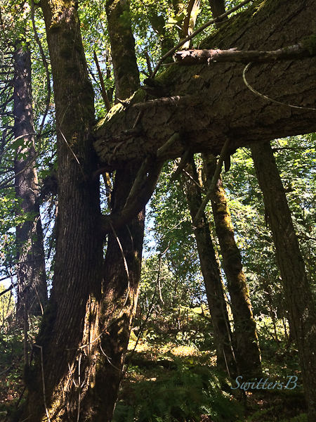 crux-tree-down-nature-swittersb-3