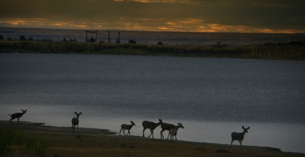 deer-waters-edge-oregon-swittersb