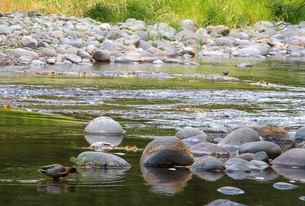 duck-scratches-head-low-water-swittersb