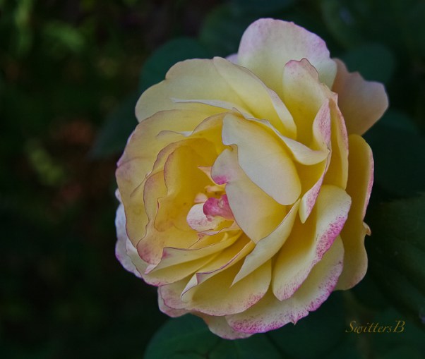 last blush-rose-swittersb