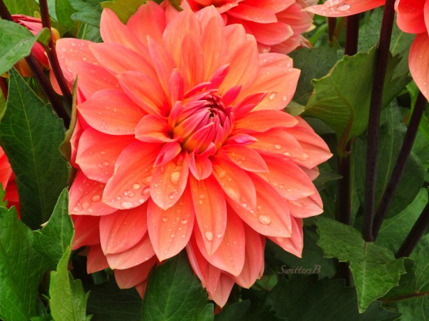 Dahlia-garden-Portland-Nicholas-SwittersB