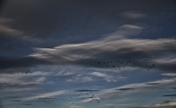 geese-clouds-oregon-southbound-swittersb