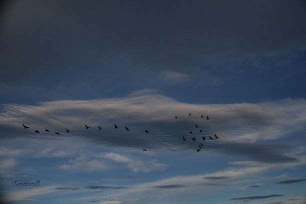 geese-clouds-southbound-swittersb