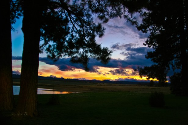 horizon-sunset-pine-trees-swittersb-oregon