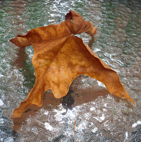 maple leaf-Oregon Coast-SwittersB