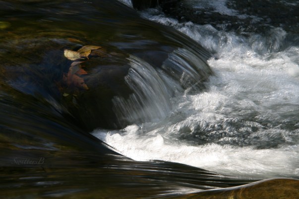 Leaves beneath-rapids-SwittersB