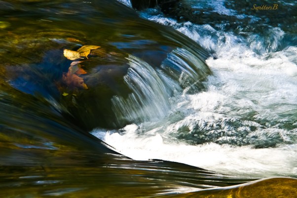 leaves-beneath-surface-river-rapids-oregon-swittersb