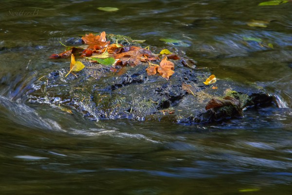 leaves-top-of-rock-river-swittersb-2a