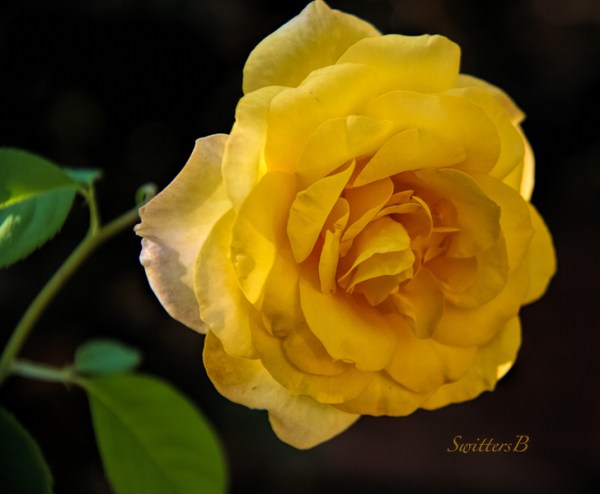 morning-delight-roses-swittersb