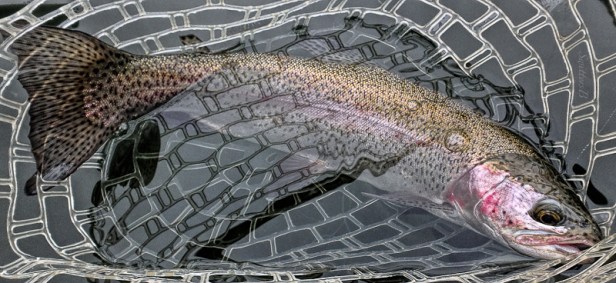 rainbow trout-fly fishing-Oregon-SwittersB