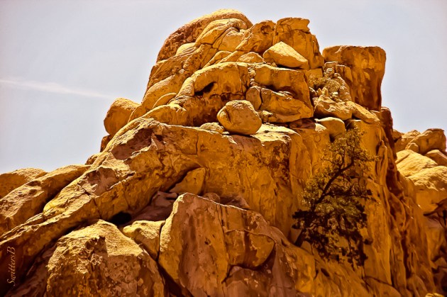 rock formation-pinyon-tree-ledge-swittersb