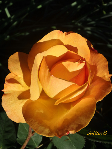 Yellow Rose-Fall-Change-SwittersB