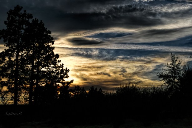 silohuette-trees-sky-swittersb