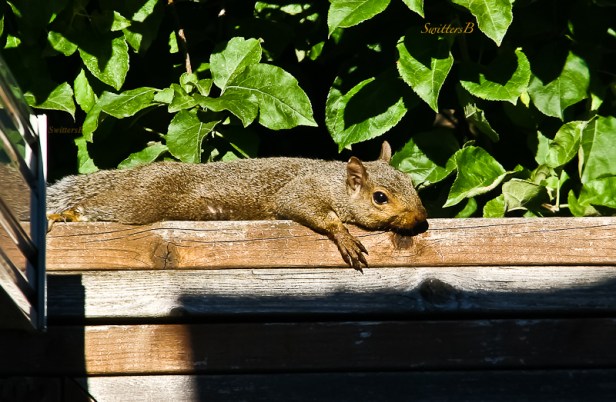 squirrel-basking-sunshine-fence-swittersb