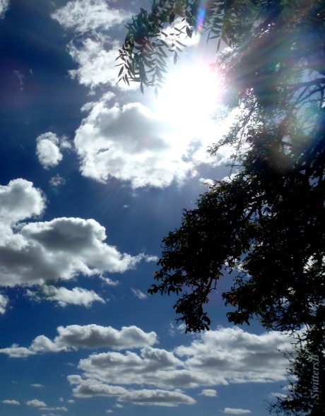 bright sun-leaves-clouds-SwittersB