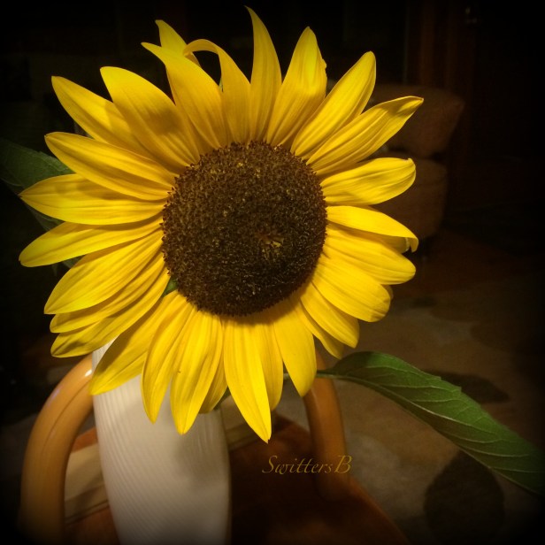 sunflower-summer-swittersb